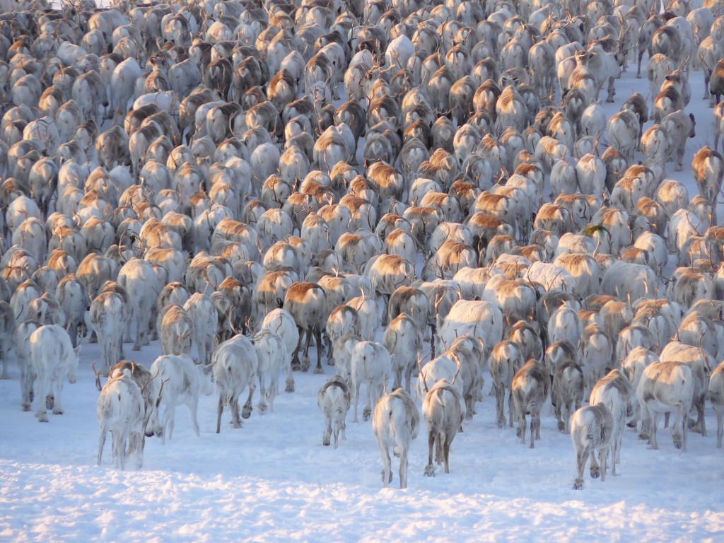 reisboek Sámi rendiertrek