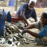 visvangst, Mannar, Sri Lanka