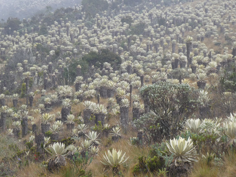 Colombia, Páramo landschap nabij Pasto